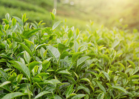 product detail image